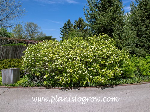 Variegated  Wayfaring Viburnum (Viburnum lantana)